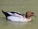 Australian Wood Duck (WWT Slimbridge July 2013) - pic by Nigel Key